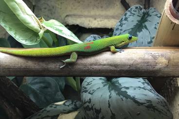 Geckos kaufen und verkaufen Photo: Phelsuma & Co.                
