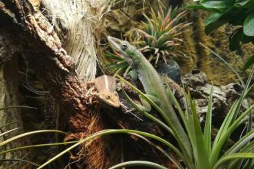Echsen kaufen und verkaufen Foto: Anolis porcatus Echsen kaufen und verkaufen Foto: Anolis porcatus
