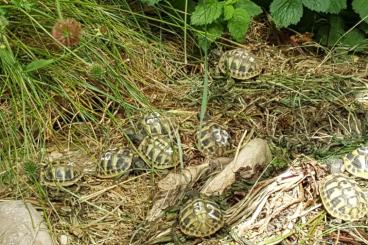 Landschildkröten kaufen und verkaufen Foto: Griechische Landschildkröten