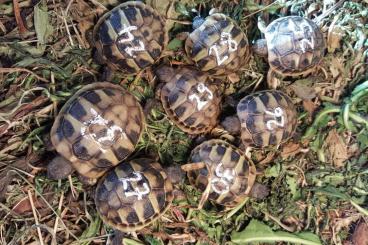 Landschildkröten kaufen und verkaufen Foto: Griechische Landschildkröten zu verkaufen 