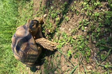 Landschildkröten kaufen und verkaufen Foto: Sporn und Pantherschildkröte zur Abgabe