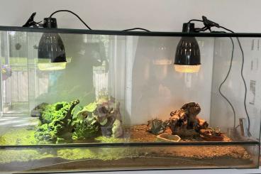 Echsen  kaufen und verkaufen Foto: 2 Halsbandleguane inkl. Terrarium und Zubehör