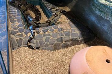 Boas kaufen und verkaufen Photo: Boa Constrictor Imperator 