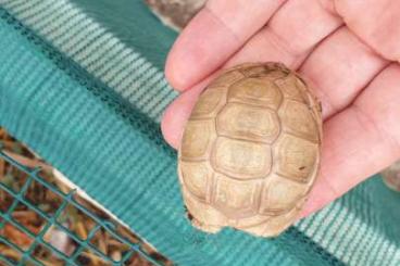 Schildkröten kaufen und verkaufen Foto: Marginata t+, albino caramello Schildkröten kaufen und verkaufen Foto: Marginata t+, albino caramello