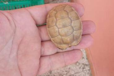 Schildkröten  kaufen und verkaufen Foto: Marginata t+, albino caramello
