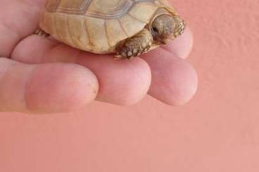 Schildkröten  kaufen und verkaufen Foto: Marginata t+ del 2021 fonte C