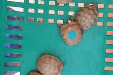 Sumpfschildkröten kaufen und verkaufen Foto: Marginata caramello t+ del 2021 e 2022 fonte C
