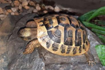 Schildkröten  kaufen und verkaufen Foto: Verkaufe meine 2 Griechischen Landschildkröten