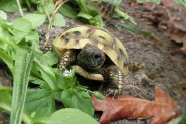 Landschildkröten kaufen und verkaufen Foto: Griechische Landschildkröten (THB) Nachzuchten 2022