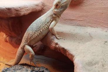 Bearded dragons kaufen und verkaufen Photo: Bartagame in liebevolle Hände 