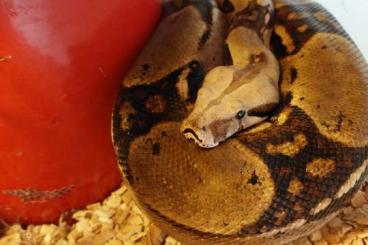 Boas kaufen und verkaufen Foto: Verkaufe  2 Boa Imperator Männchen + Terrarium