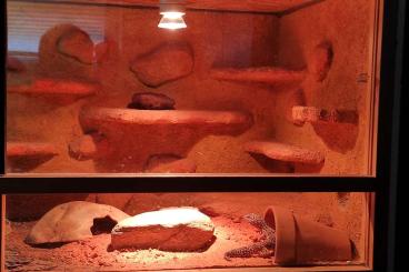 Geckos kaufen und verkaufen Photo: Terrarium 120×50×50 & 2 Leopardgeckos