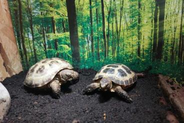 Landschildkröten kaufen und verkaufen Foto: 2 Russische Landschildkröten 