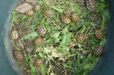 Landschildkröten kaufen und verkaufen Foto: Testudo hermanni boettgeri