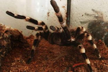 Spinnen und Skorpione kaufen und verkaufen Foto: Acanthoscurria geniculata weißknievogelspinne