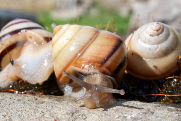Mollusca kaufen und verkaufen Photo: Satsuma eucosmia "Japan" RARE OFFERED