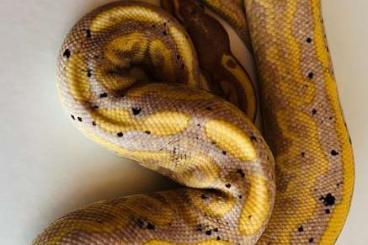 Schlangen kaufen und verkaufen Foto: Verschiedene Königspythons zur Abgabe