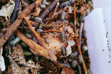 andere Wirbellose kaufen und verkaufen Foto: Verschiedene Asseln abzugeben andere Wirbellose kaufen und verkaufen Foto: Verschiedene Asseln abzugeben