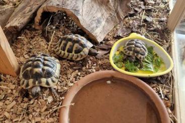 Schildkröten  kaufen und verkaufen Foto: 3 griechische Landschildkröten Nachzucht 