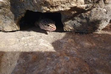 Geckos kaufen und verkaufen Foto: Liebe Leopardgecko-Dame sucht neues Zuhause!