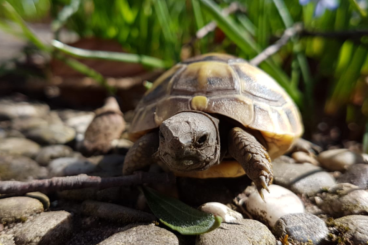Tortoises kaufen und verkaufen Photo: Verkaufe griechische Landschildkröten