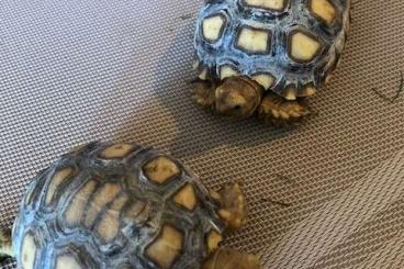Landschildkröten kaufen und verkaufen Foto: Spornschildkröten (Geochelone Sulcata)abzugeben