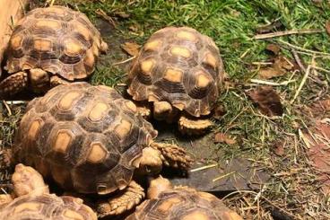 Landschildkröten kaufen und verkaufen Foto: Spornschildkröten (Geochelone Sulcata)abzugeben