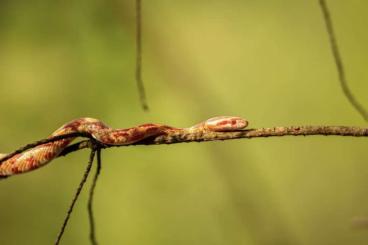 Colubrids kaufen und verkaufen Photo: Kornnatter Weibchen Het Palmetto Combos 06/21