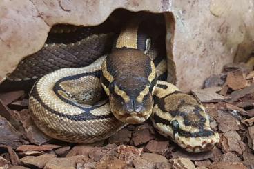 Ball Pythons kaufen und verkaufen Photo: Königspython mit Terrarium 