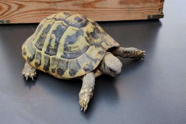 Landschildkröten kaufen und verkaufen Foto: Griechische Landschildkröte (w)