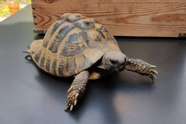 Tortoises kaufen und verkaufen Photo: Griechische Landschildkröte (m)