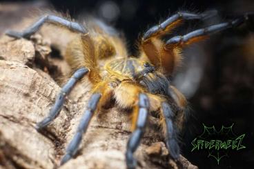 Vogelspinnen kaufen und verkaufen Foto:  ---> SpiderwebZ.eu 