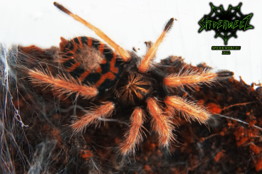 Vogelspinnen kaufen und verkaufen Foto:  ---> SpiderwebZ.eu 