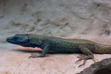 other lizards kaufen und verkaufen Photo: Verkaufe gesunde gut fressende Iranolacerta zagrosica Nachzucht 2022. 