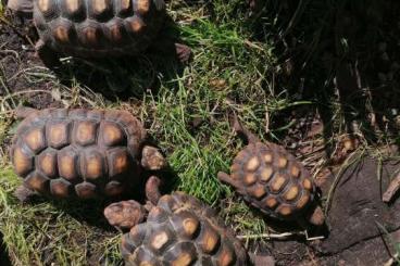 Tortoises kaufen und verkaufen Photo: Köhlerschildkröte....... 