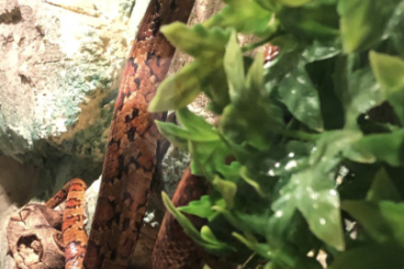 Snakes kaufen und verkaufen Photo: 2 Kornnattern, nur zusammen. Bei Interesse mit Terrarium