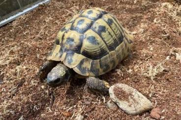 Landschildkröten kaufen und verkaufen Foto: Testudo Hermanni Boettgeri Männchen, 15 Jahre suchen ein neues Zuhaus