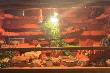 Terrarien kaufen und verkaufen Foto: Wüstenterrarium für z. B Geckos, Bartagame