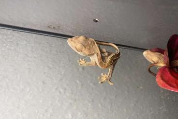 Geckos kaufen und verkaufen Photo: Ca 6 Monate alte Kronengeckos abzugeben 