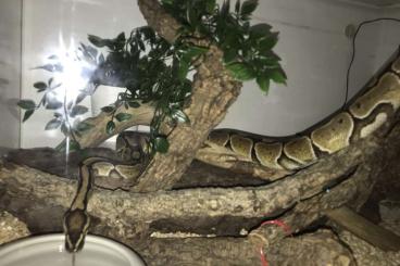 Ball Pythons kaufen und verkaufen Photo: Königspython Regius männlich 