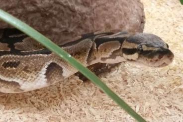 Ball Pythons kaufen und verkaufen Photo: Königspython regius männlich 