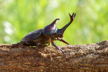 Insects kaufen und verkaufen Photo: Looking for Trypoxylus dichotomus tsunobosonus adult male