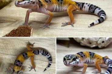 Geckos kaufen und verkaufen Photo: Schöne Leoprdgeckos suchen DICH