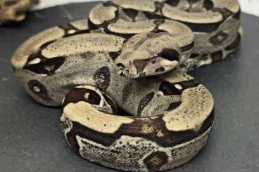 Boas kaufen und verkaufen Photo: Junge Boas abzugeben, Männchen wie Weibchen Boas kaufen und verkaufen Photo: Junge Boas abzugeben, Männchen wie Weibchen