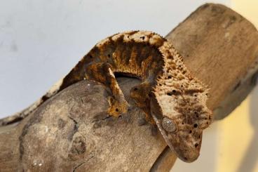 Geckos kaufen und verkaufen Photo: 3.0 Kronengecko ( Männchen ) Geckos kaufen und verkaufen Photo: 3.0 Kronengecko ( Männchen )