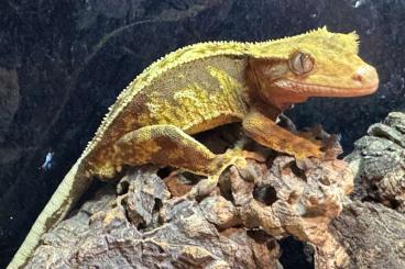 Geckos kaufen und verkaufen Photo: 1.0 Kronengecko ( Männchen ) Geckos kaufen und verkaufen Photo: 1.0 Kronengecko ( Männchen )