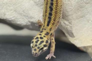 Geckos kaufen und verkaufen Foto: Zwei Leopardgecko Mädchen abzugeben Geckos kaufen und verkaufen Foto: Zwei Leopardgecko Mädchen abzugeben