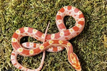Snakes kaufen und verkaufen Photo: Kornnatter Babys suchen Mäusespender