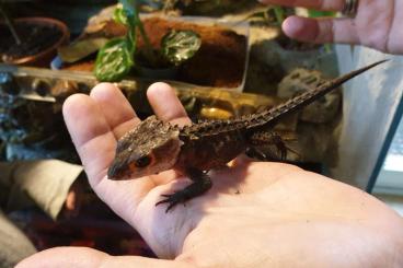 Skinke kaufen und verkaufen Foto: Paludarium mit Rotaugen Buschkrokodilen, Rotaugen Laubfröschen, fische