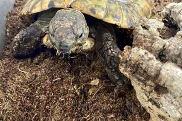 Schildkröten  kaufen und verkaufen Foto: Griechische Landschildkröte Pablo sucht ein liebevolles Zuhause 